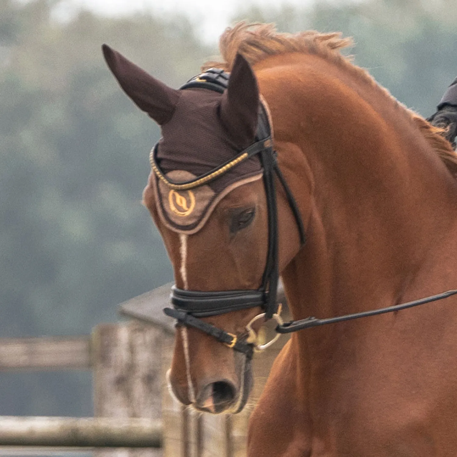 Back on Track Haze Collection bonnet cheval noir anti-mouches