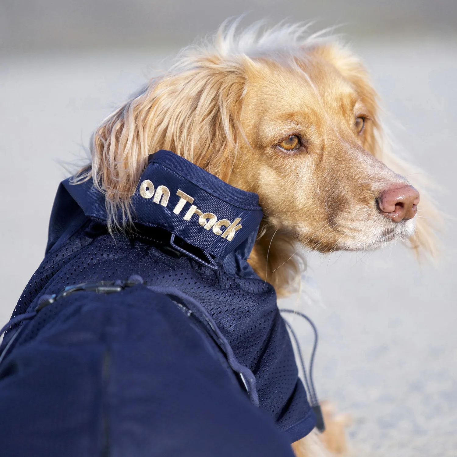 Back on Track Mesh manteau chien respirant bleu
