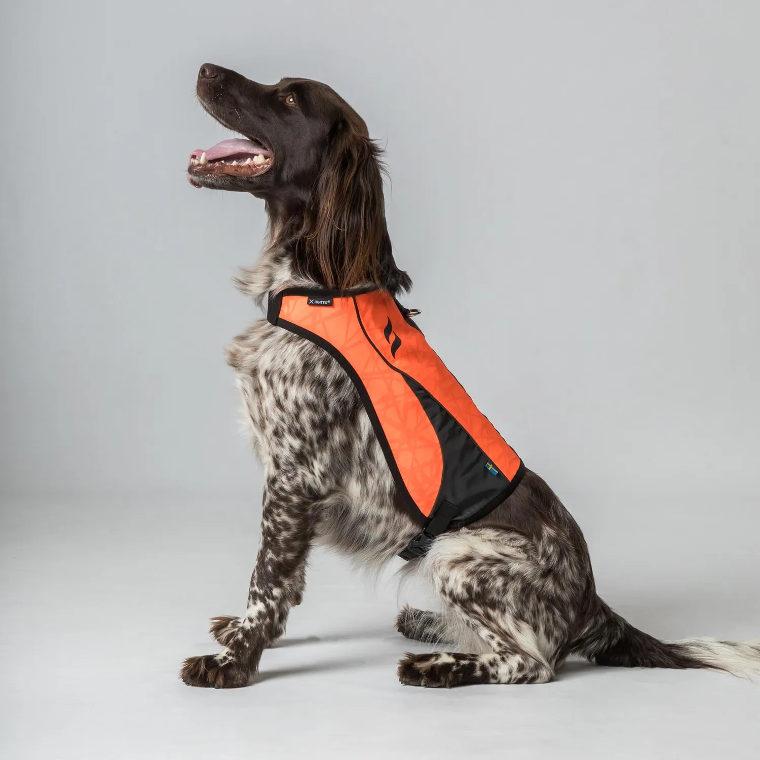 Back on Track Point gilet chien orange XS visibilité chasse