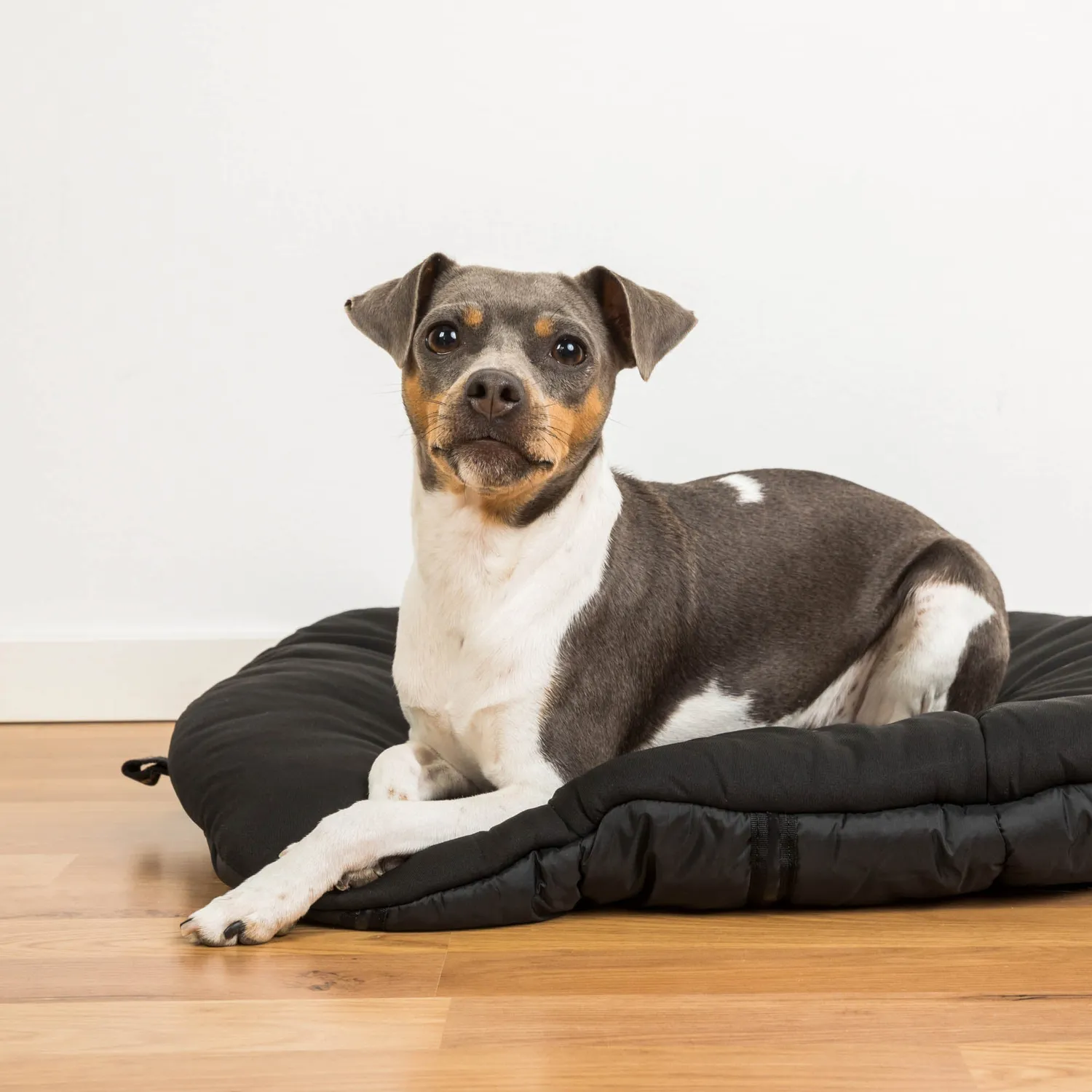 Back on Track Oval matelas chien voyage antidérapant