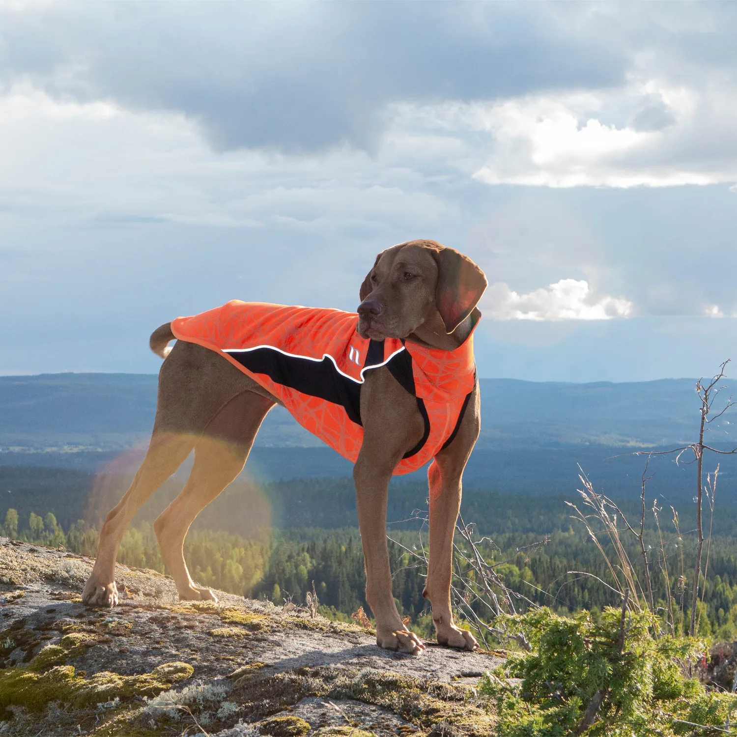 Back on Track Eddie pull pour chien orange réfléchissant